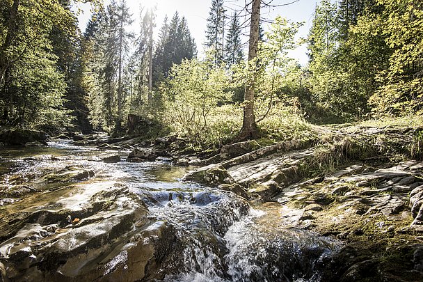 Die Sonne strahlt auf den Schwarzwasserbach und die Bäume an seinem Ufer
