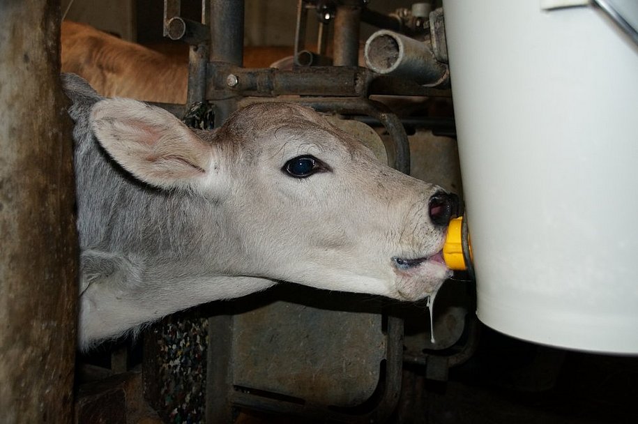 Auch den Kälbchen schmeckt die Milch