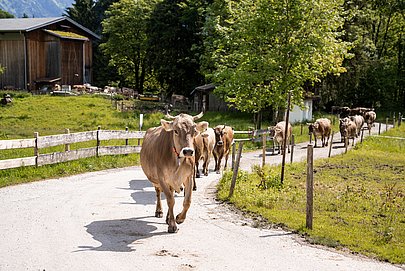 Kühe gehen eine schmale Straße zwischen Wiesen entlang