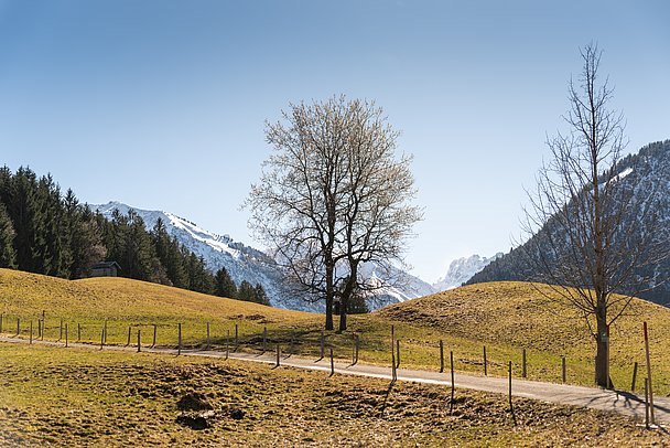 Weg über Wiese mit Baum und Bergen im Hintergrund