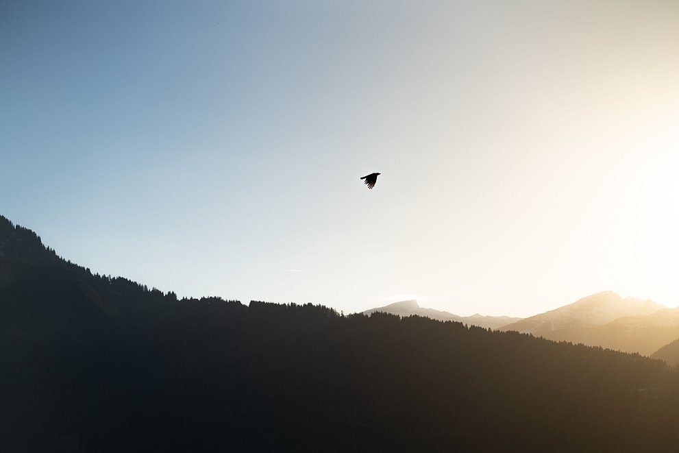 Vogel fliegt über den Bergen im Oytal Vogel fliegt über den Bergen im Oytal