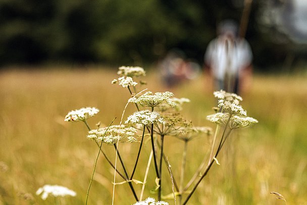 Blüte im Wurzacher Ried