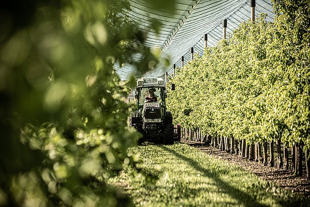 geschützt durch Obstnetze stehen die Obstbäume des Früchtegartens Reisach