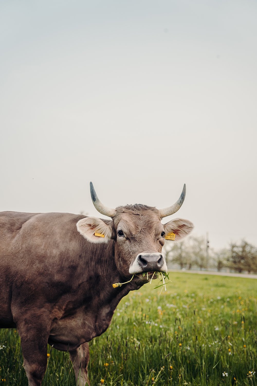 Allgäuer Kuh auf der Weide mit Gras im Maul 