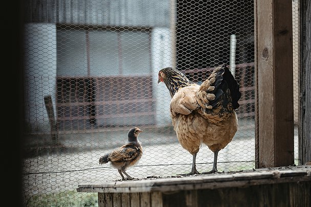 Ein Vorwerk Huhn mit Küken - sie stehen auf der "roten Liste" und sind vom Aussterben bedroht 