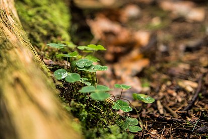 Waldboden mit Klee und Baumstämmen