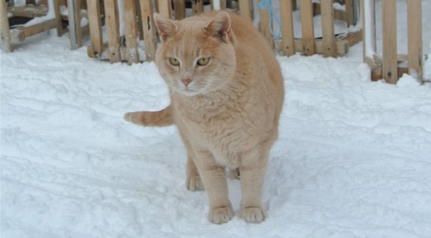 Giebelhaus-Katze überprüft die Schlittenabgabe