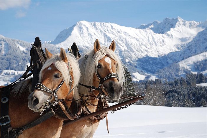 Haflinger im Winter