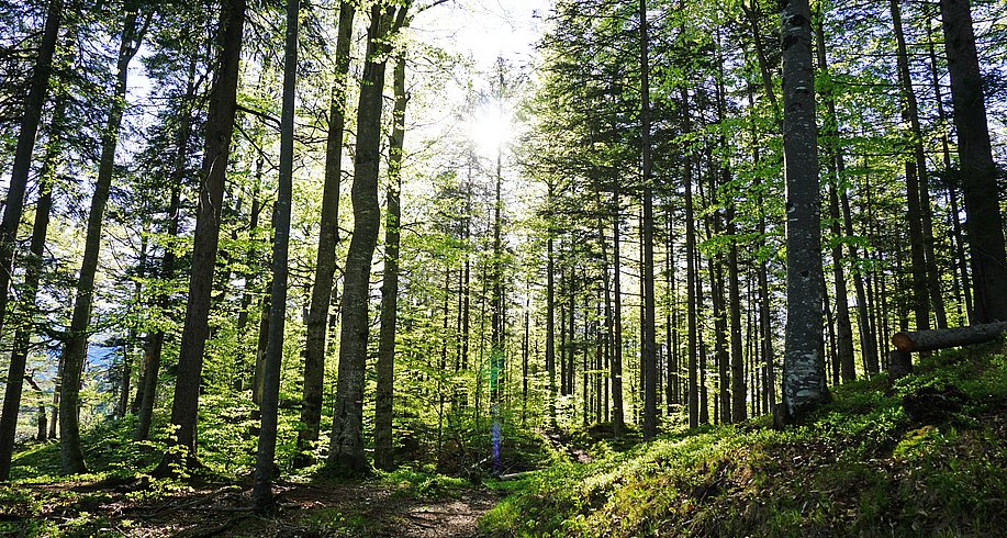 Die Sonne strahlt durch die Blätter eines Laubwaldes