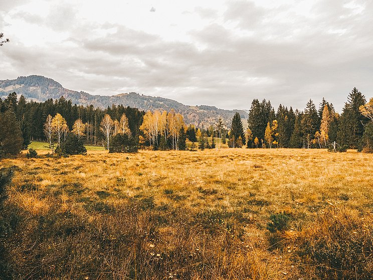 Besinnen ist eine Wanderung im Tiefenberger Moos bei Ofterschwang 