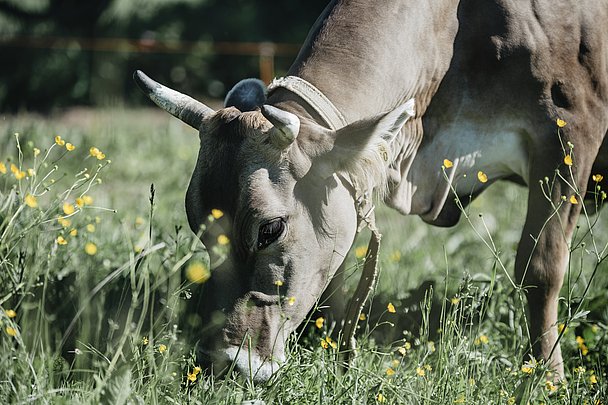 das original Allgäuer Braunvieh weißt eine sehr gute Grünfutterverwertung auf