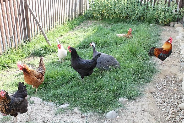 unsere Hühner mit Hahn sorgt für frische Eier