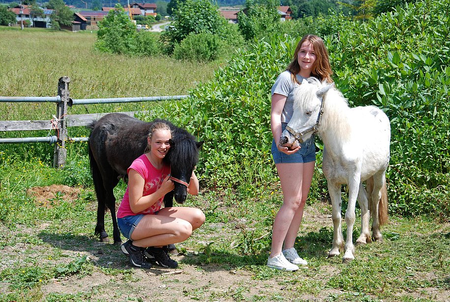 Tiere auf dem Hof - Ponys