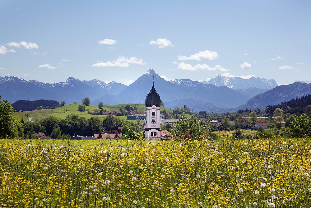 Blumenfeld mit Kirchturmspitze von Nesselwang und Bergen im Hintergrund