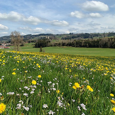 Grüne Wiese mit Löwenzahn und Schaumkraut, im Hintergrund bewaldete Hügel, blauer Himmel mit ein paar Wolken
