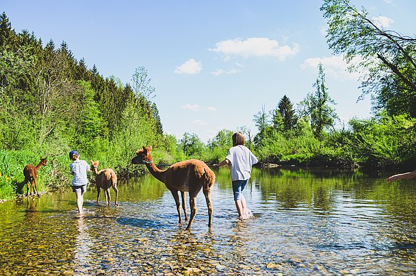 Alpakas stehen im Flussbett