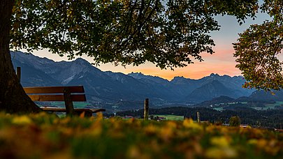 Eine Bank unter einer Linde am Schweineberg im Herbst