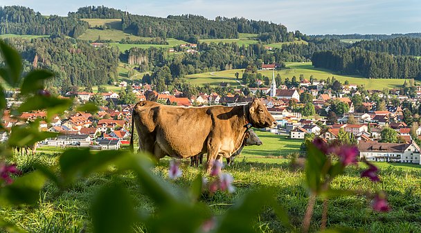 Kühe und Blumen mit Weiler im Allgäu im Hintergrund