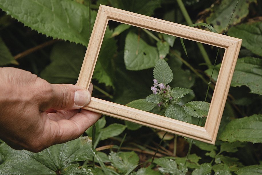 Hand hält einen Holzrahmen über eine Blüte zwischen vielen Blättern