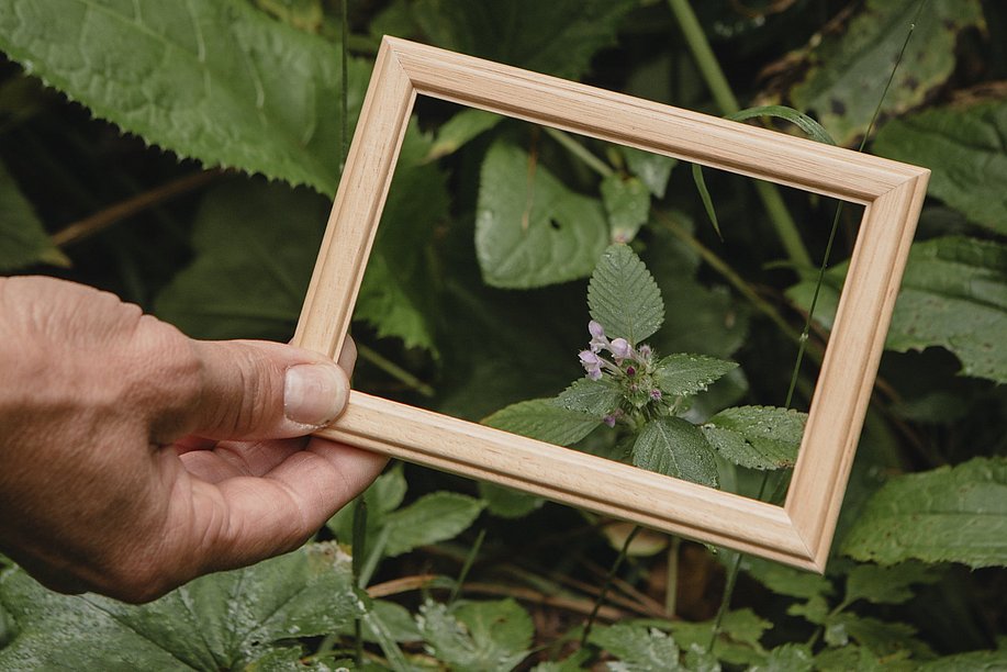 Hand hält einen Holzrahmen über eine Blüte zwischen vielen Blättern