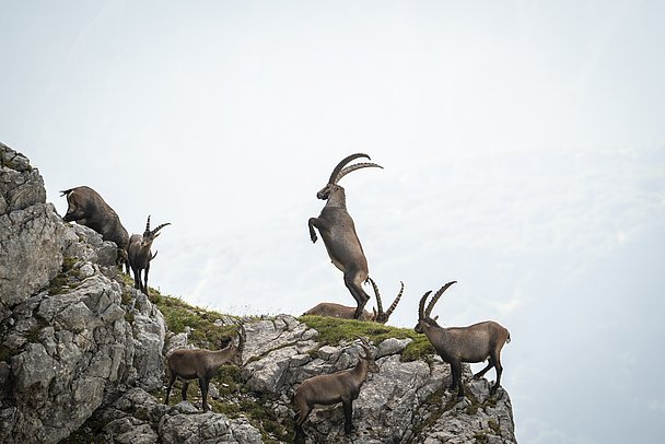 Steinbock auf den Hinterbeinen in Felsgelände