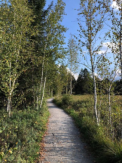 Schmaler Schotterweg zwischen Wiese und Birken