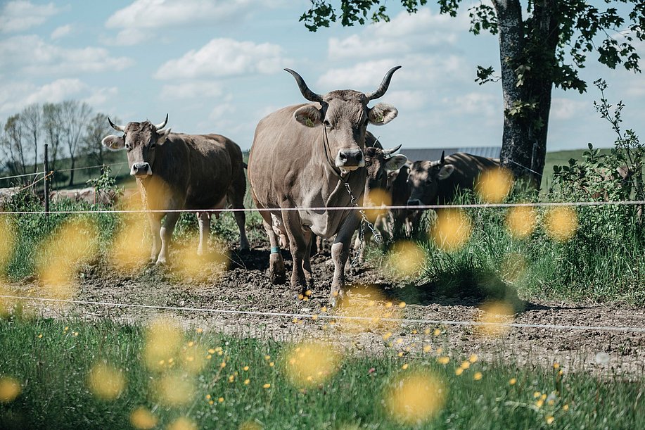 die Braunvieh-Herde kommt von der Weide