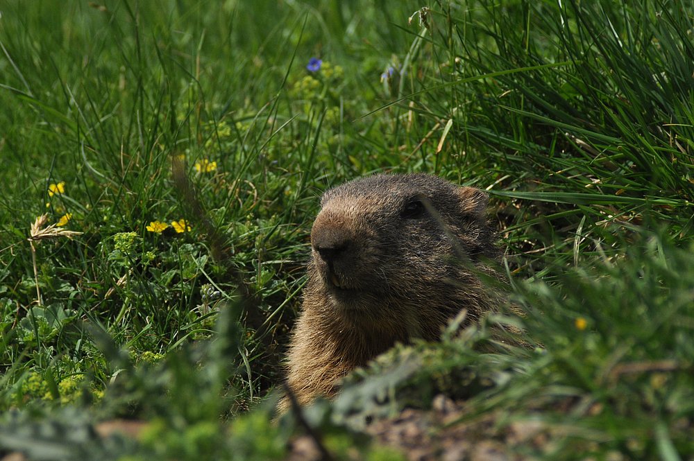 © Bad Hindelang Tourismus, Wolfgang B. Kleiner