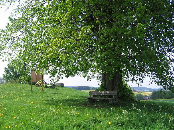 Friedrichslinde mit Bank am Wachbühl