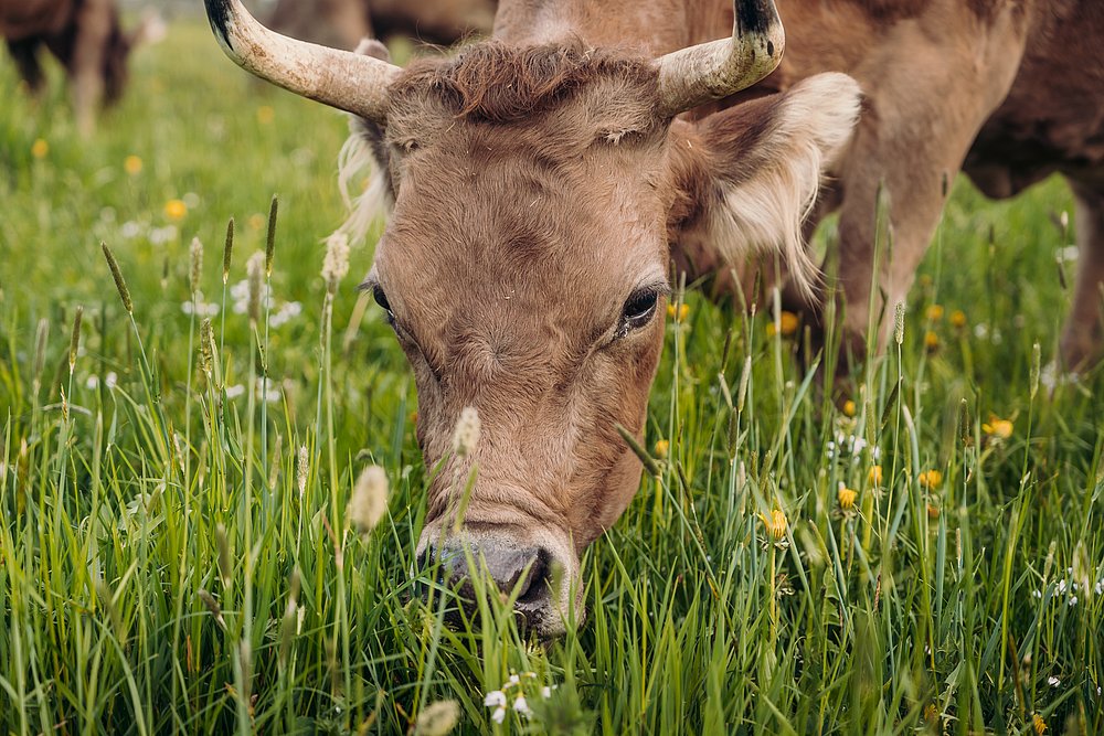 Kuh auf der Weide frisst Gras