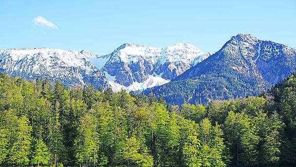 Ein Wald, dahinter schneebedeckte Gipfel
