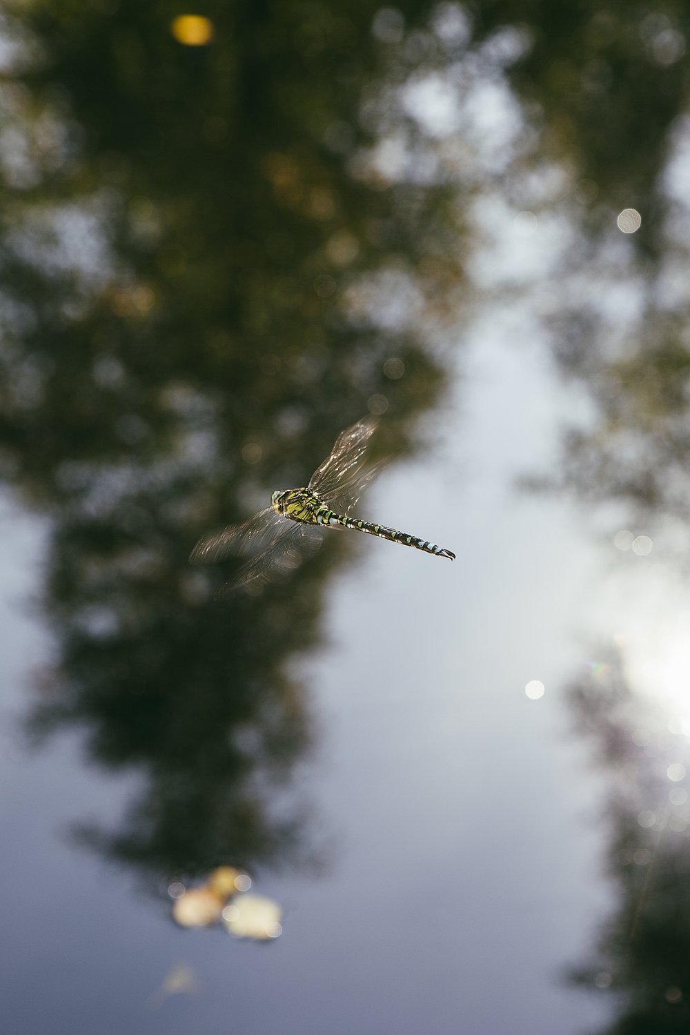 Libelle schwebend über Natursee