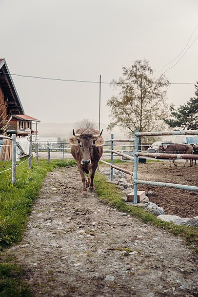 Kuh auf dem Weg zur Weide