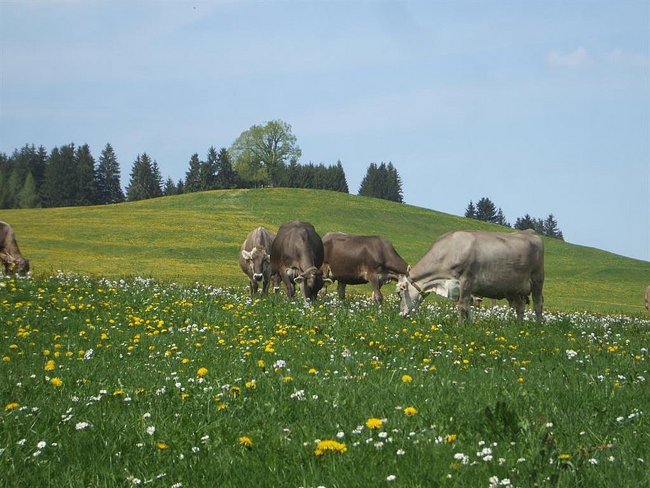 Einige unserer Kühe an der Wittelsbacher Höhe