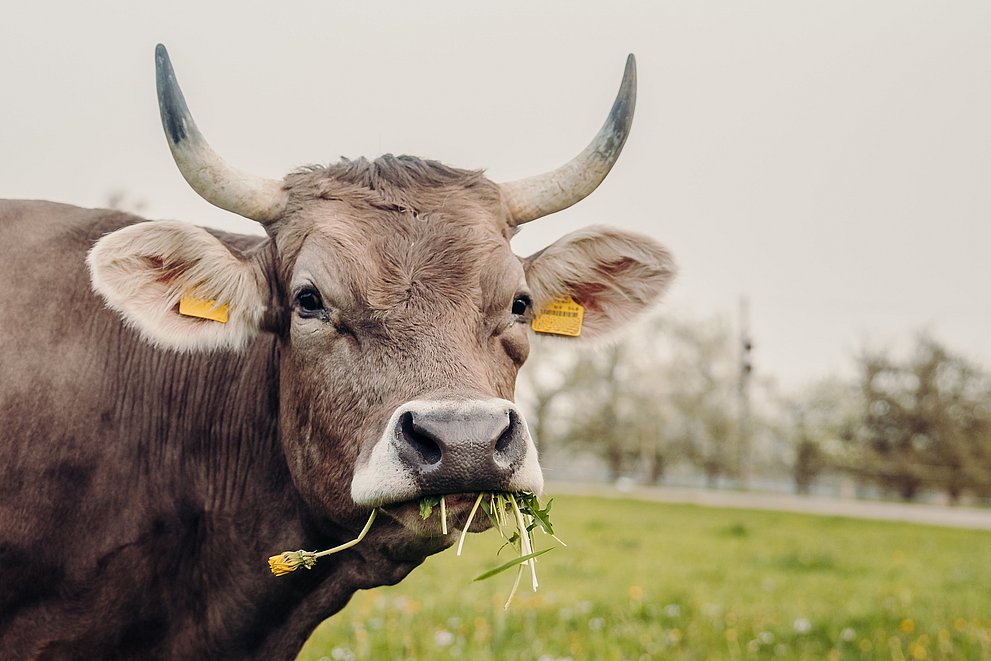 Kuh auf der Weide frisst Gras
