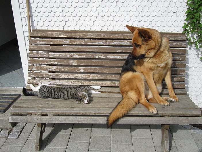 Hund + Katze