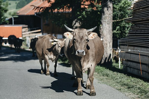 Umzug zur neuen Weidestelle