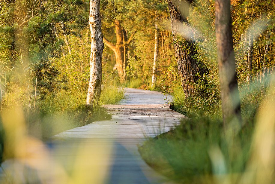 Holzbohlenpfad im Wurzacher Ried