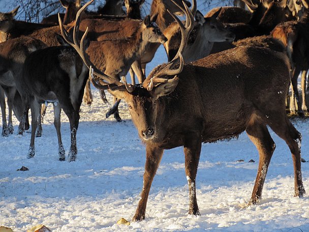 Hirsch mit Geweih vor Hirschherde auf Schnee