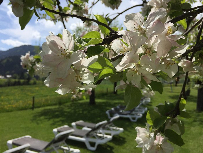 Berwanger Hof - Apfelblüte im Frühling