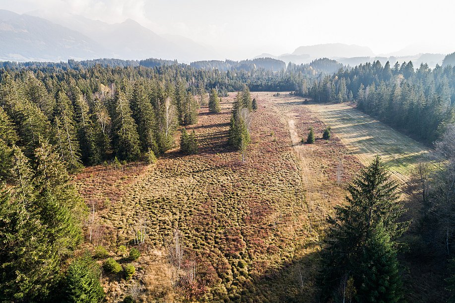 Luftaufnahme vom Tiefenberger Moos mit Wiese und Bäumen