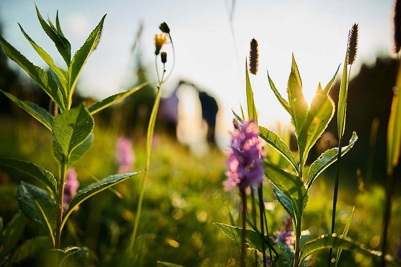 Nahaufnahme von Kräutern und Blumen auf einer Wiese im Morgenlicht