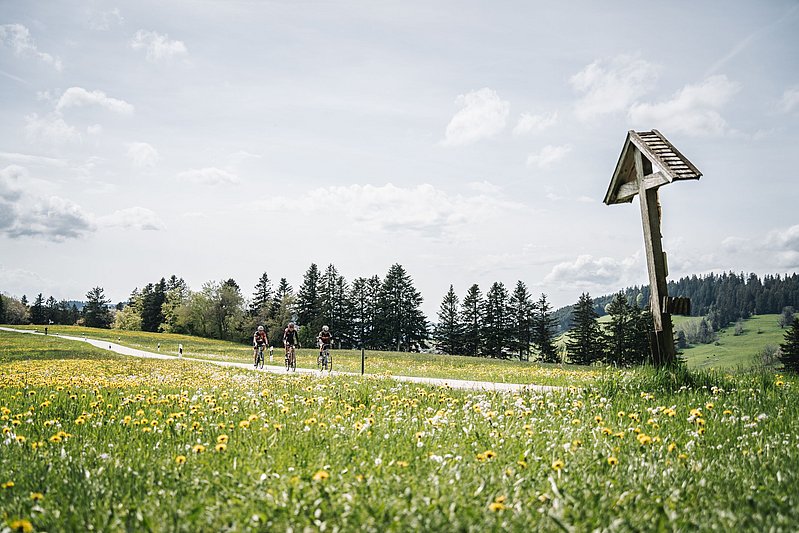 Drei Radfahrer zwischen blühenden Löwenzahnwiesen