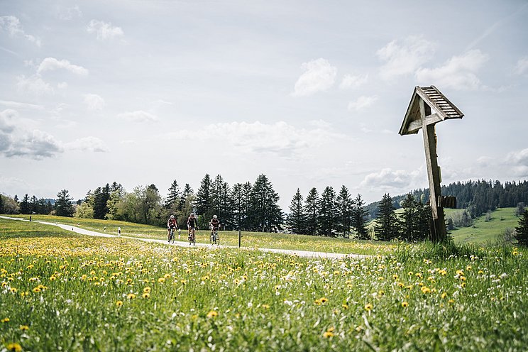 Drei Radfahrer zwischen blühenden Löwenzahnwiesen