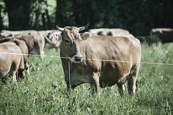 Sie geben zwar weniger Milch als "Hochleistungsmilchkühe" dafür kommen Sie aber ohne Kraftfutter aus - das Allgäuer Braunvieh