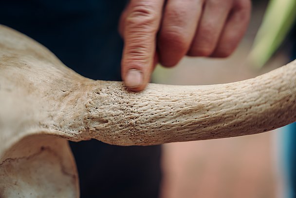 Das Horn der Kuh wächst immer weiter - jede Rille am Horn bedeutet ein Kalb