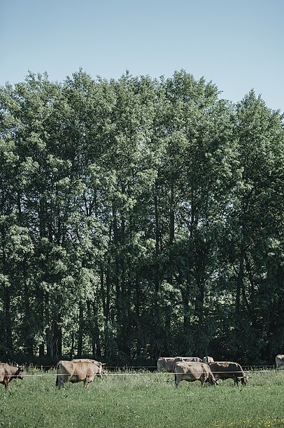 Das Braunvieh der Familie Birk weidet vor Bäumen