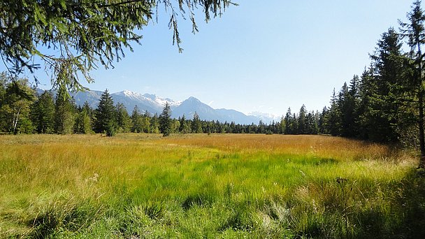 Wiese und Wald, im Hintergrund die Berge