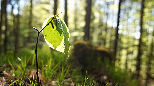 Die ersten Blätter eines jungen Baumes in einem Wald, von der Sonne angestrahlt