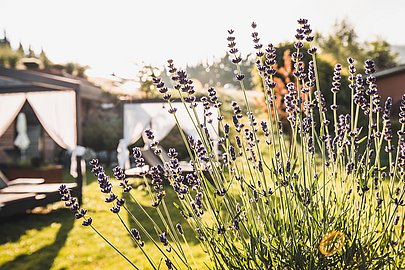 Lavendelpflanze im Vordergrund, dahinter Liegen im Garten des Hotels Rosenalp